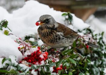«Зима» придет уже в ноябре: синоптик сказала, где в Украине выпадет снег