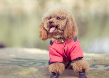 Температурный раскол Украины: Диденко сказала, где резко похолодает