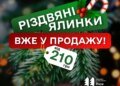 ДП "Ліси України" оголосило про старт продажу легальних ялинок: Ціни лишилися соціальними