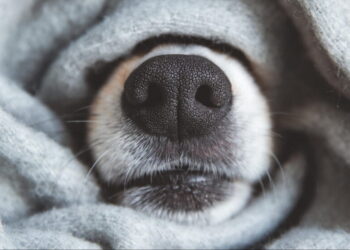 Зима на паузе: украинцев предупредили о дождях и тумане