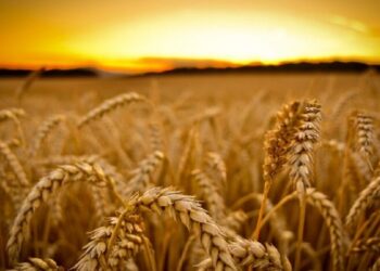 Рынок “замер”: экспорт украинской пшеницы резко снизился
