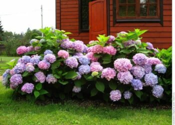 Гортензії на вашій ділянці: як створити квітучий сад з нуля — поради від Florica.com.ua
