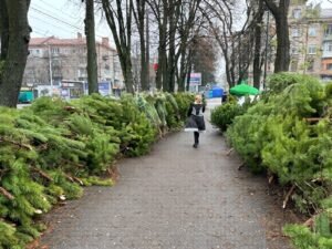 У Дніпрі стартував продаж різдвяних ялинок: ціни та перші локації