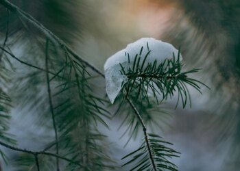 Тиждень розпочнеться з морозів: синоптик дала прогноз на 19 січня