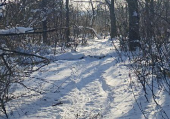 Перериття та багато слідів: парк у Дніпрі заполонили “лисі білки”