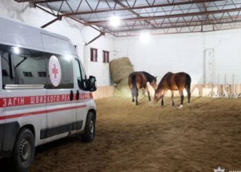 Рятувальна операція на Харківщині: 19 коней евакуйовано з прифронтової зони