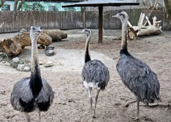 У Білій Церкві перевіряють можливе неналежне утримання страуса