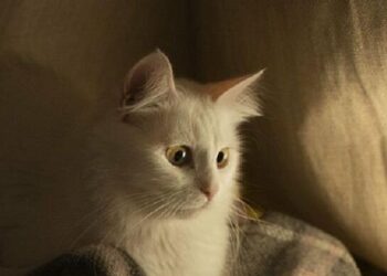 Понад 14 годин без світла: графіки відключень від ДТЕК для Дніпра та області