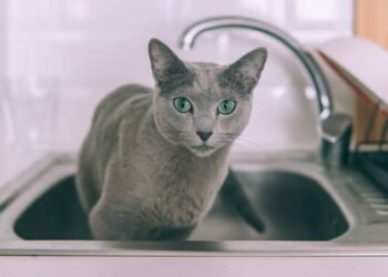 Води не буде до ночі: адреси відключень у Дніпрі