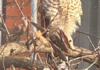 Тінь хижака над містом: у Дніпрі помітили небезпечного птаха