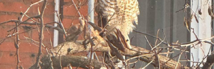 Тінь хижака над містом: у Дніпрі помітили небезпечного птаха