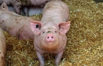 Африканська чума на Дніпропетровщині: господарства під загрозою знищення