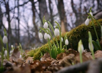 Ночі будуть морозними, а вдень – до 15° тепла: якої погоди чекати в Україні на початку тижня