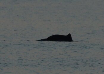 На Одещині у "Тузлівських лиманах" помітили перших цього року дельфінів