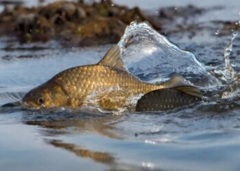 В Україні з 1 квітня  стартує нерестова заборона – що зміниться для рибалок