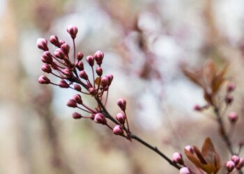 Циклон під кінець березня приніс в Україну дощі – прогноз погоди на сьогодні