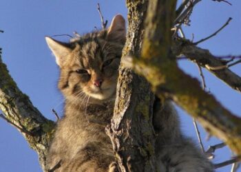 Аномальное похолодание и снег в марте: что такое фронт окклюзии и кого он зацепит