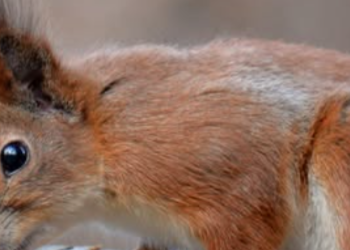 Білки бавляться в доганялки: миле відео зняли у Дніпрі