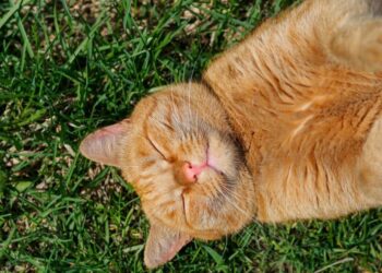 Аномальная жара или холод: как феномен Эль-Ниньо повлияет на лето в Украине