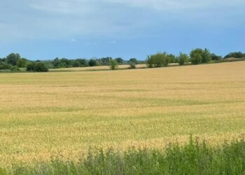 Прокуратура Київщини домоглася повернення тисяч гектарів землі державі