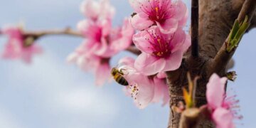 Зморозки затримаються в Україні ще на три дні. Абрикоси, персики та алича під серйозною загрозою