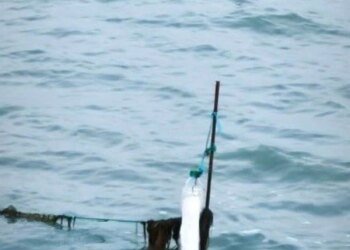 Узбережжя Азовського моря під окупованим Генічеськом всіяне трупами лебедів