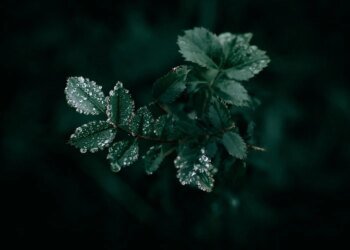 На вихідних Україну накриють дощі та заморозки – де чекати похолодання