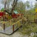 Дерева впали на дитячий майданчик на Буковині, травмовано двох дівчаток