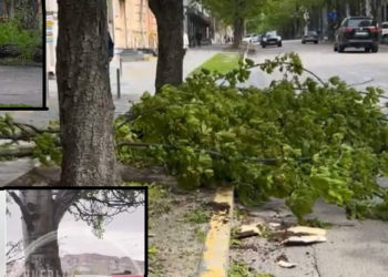 Буревій у Дніпрі: гілка розчавила тир та дерево перекрило дорогу