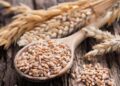Зерновой профицит: Госстат шокировал данными о запасах пшеницы и кукурузы