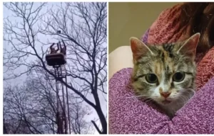 У Дніпрі комунальники врятували кота