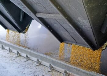 Тысячи тонн зерна “всплыли” в Иране и Египте: НАБУ выкрыло масштабную коррупционную схему