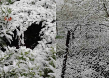 Зима повернулася: на Дніпропетровщині випав сніг