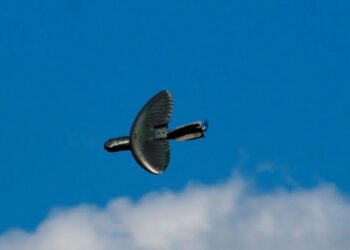 IARPA ищет биоматериалы для самоуничтожающихся двигателей дронов