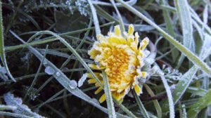 У Дніпрі та області 22 квітня очікуються заморозки