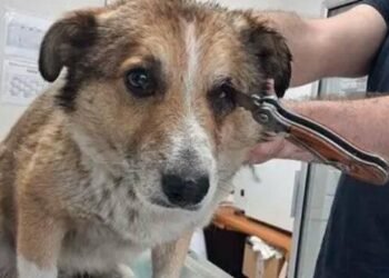 У Дніпрі знайшли двох собак у крові — одна з ножем в оці