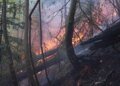 П'ять областей на початку травня охопили лісові пожежі, наразі частину ліквідовано, частину локалізовано – Клименко