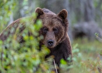 Ведмідь убив чоловіка поблизу столиці Болгарії