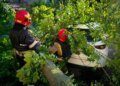 Негода накрила низку областей України: повалені дерева перекривали дороги, падали на авто