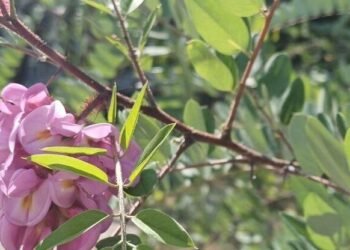 Дніпро в рожевому тумані: що відбувається з містом цієї весни