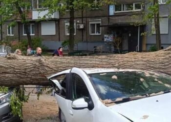 Дніпро досі в завалених деревах: як ліквідують наслідки буревію