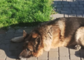 Серце не витримало: помер пес через вибухи у Дніпрі
