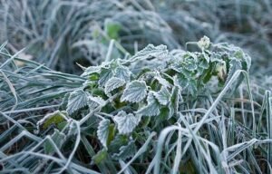 У Дніпрі та області 1 травня очікуються заморозки