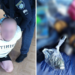 Гранта у квітковому горщику: лікарню нашпигували зброєю на Дніпропетровщині