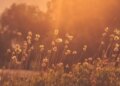 В Україні 25-26 липня очікується до +29 градусів та дощі у деяких областях