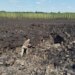 Смертельний удар по родині в Радушному: з’явилися нові моторошні деталі атаки