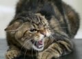 Сказ у собак і котів: перші ознаки та що робити, якщо вас укусила тварина