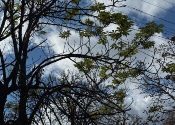 Каштани «переплутали» осінь із весною: що відбувається у Дніпрі