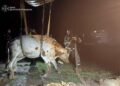 Корова на мотузках: на Дніпропетровщині врятували рогату худобу