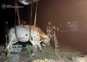 Корова на мотузках: на Дніпропетровщині врятували рогату худобу